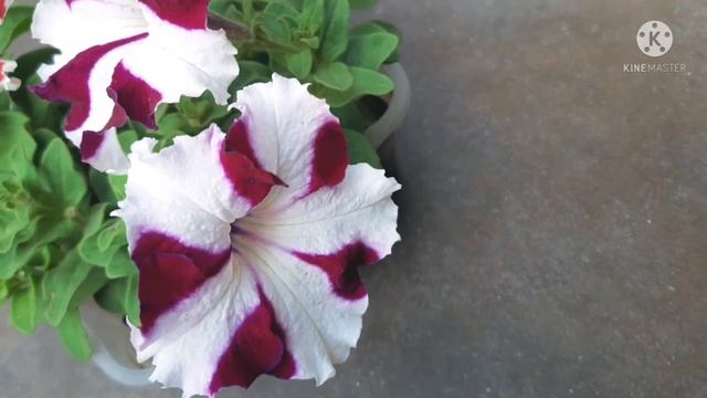 Petunia / Heavy Flowering🌸/Great Winter Plant #greengardenkolkata #Hindi смотреть онлайн