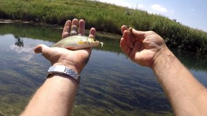 Рыбалка 👍Краснопёрка 🐟на отводной поводок.