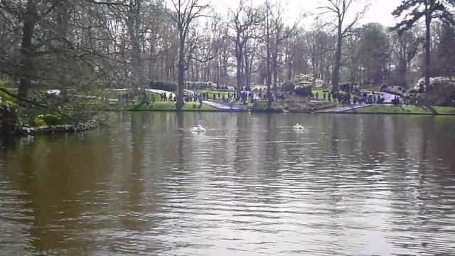 Пруд в парке Кекенхоф - лебеди и тюльпаны Keukenhof Park Pond - swans & tulips смотреть онлайн