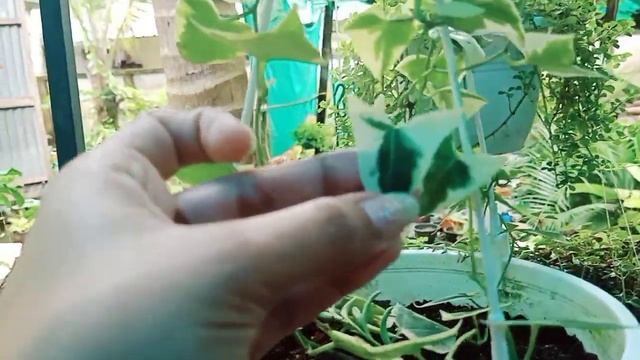 Our nursery visit|Begonias|Hanging plants|Aglaonemas|Calatheas|Succulents|Cactus|Ferns| Eco Paradis