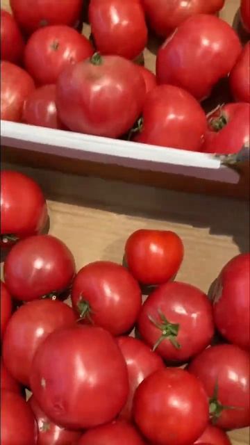 Tomato Wow #shorts #ytshorts #youtubeshorts смотреть онлайн