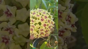 hoya halconensis tại vườn