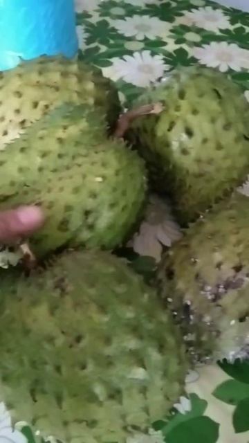 Harvesting Annona Muricata /Graviola,Soursop,Guyabano