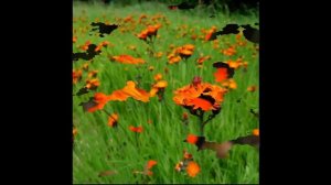 #Ясколка #Cerastium #Ястребинка #Hieracium #Ятрышник #Orchis arden flowers236 Декоративные растения