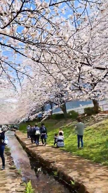 one of the best place to enjoy#cherryblossom/ #sakura in #yokohama #japan смотреть онлайн