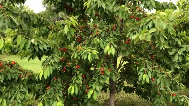 Черешня,сад,гроза смотреть онлайн