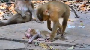 Что все-таки произошло с baby monkey Lily...  1000031794.mp4