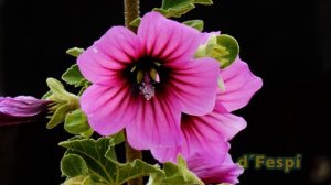 Flor de Malva- MALVA ARBOREA-  Lavatera - Malvisca-  (214k30f)