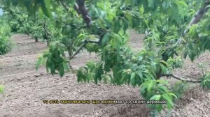 Обрезка персика чашей, рост волчков и уход за садом