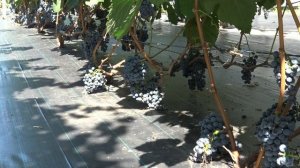 Виноград Экспресс ранний