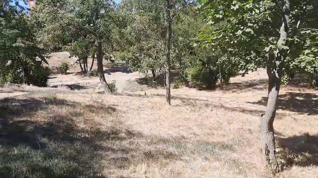 Одесса - это не только МОРЕ, но и ЛЕС сегодня, сейчас! Подписывайтесь на канал! смотреть онлайн