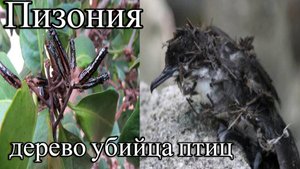 Пизония.Дерево-убийца пернатых