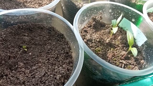 🌶️🌶️ РАССАДА ТУРЕЦКОГО ПЕРЦА 🌶️