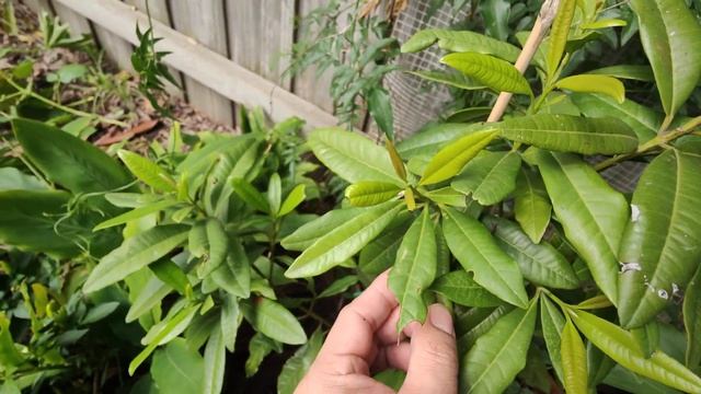 Winter update at tropical fruits Melbourne🌴 🥶🥶 смотреть онлайн