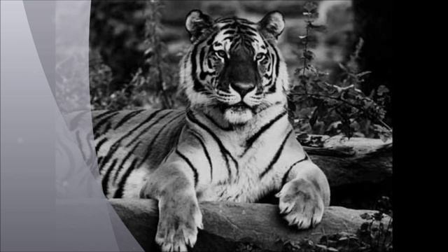 Tangerine Dream. Smile. смотреть онлайн