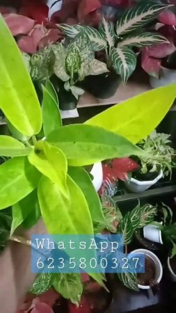 All indoor plants at wholesale rate..
