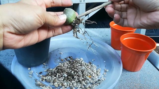 ตื่นเต้นกับ คางคกเหลี่ยม: Pseudolithos Cubiformis смотреть онлайн