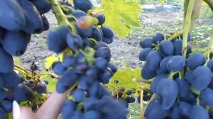 Виноград Тимоти и Гусар на 31.07.23г.