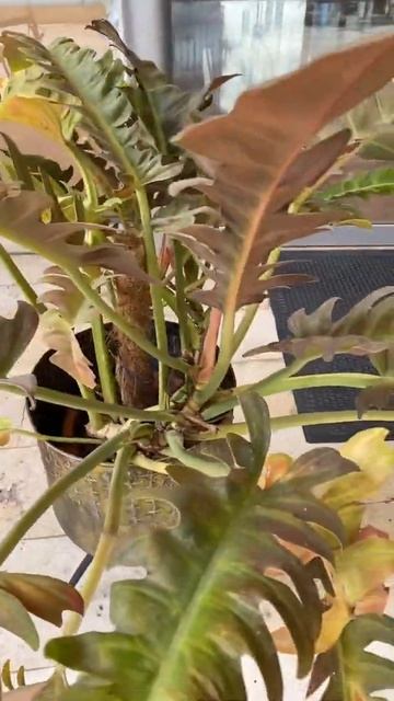 Tree philodendron//check it out#shorts смотреть онлайн