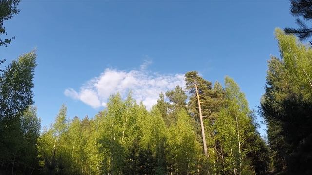 Лес смотреть онлайн