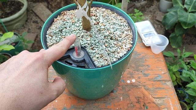 Внесение удобрений в горшки с автополивом смотреть онлайн