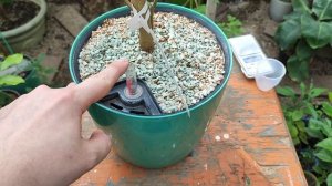 Внесение удобрений в горшки с автополивом