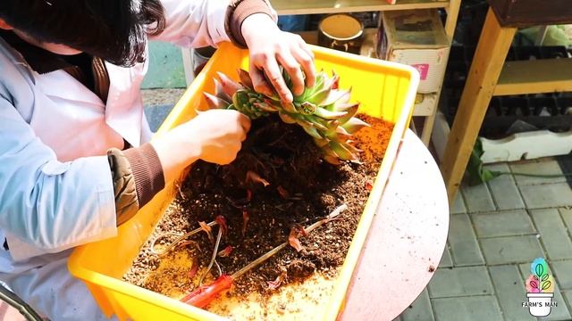 Succulent shattering video - Echeveria agavoides Maria смотреть онлайн