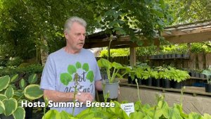 Rewela Hostas Looks at Hosta Summer Breeze