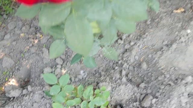 що варто зробити з трояндами для повторного цвітіння ...