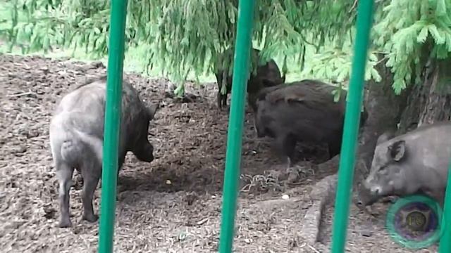 Игривый маленький кабанчик