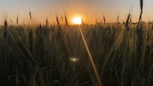 Невероятный ЗАКАТ в поле. Пшеничное поле.