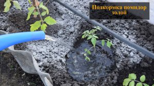 Подкормка томатов золой