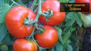 Томат сорта Дубрава