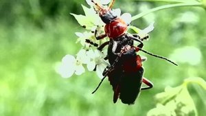 Спаривание мягкотелок