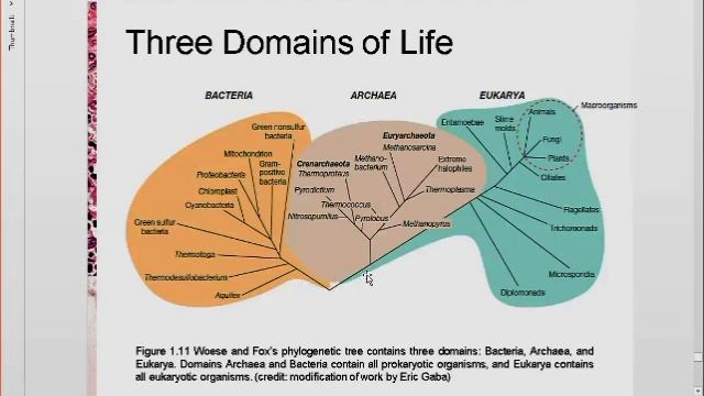 Lecture 1 (Part 6) - The Invisible World (Microbiology) смотреть онлайн