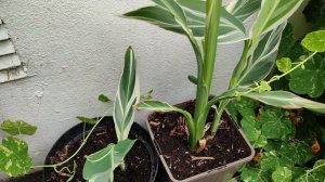 Canna Stuttgart varigation. #2