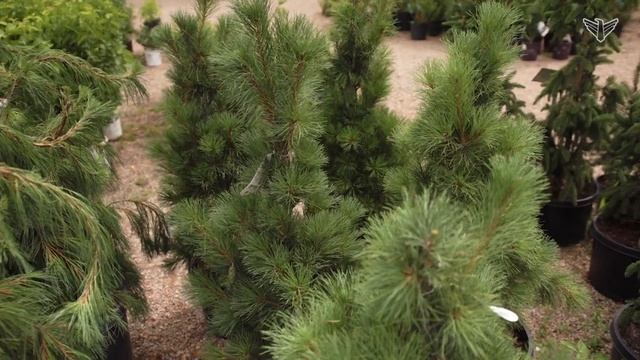Choosing a small conifer tree to your yard | SD Home Garden смотреть онлайн
