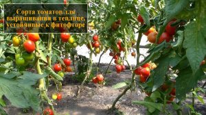 Сорта томатов для выращивания в теплице, устойчивые к фитофторе