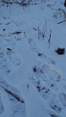 петля на зайца