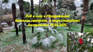 Камелии замерзли, лед и снег в Лазаревском! Погода 18.02.2025. ЛАЗАРЕВСКОЕ СЕГОДНЯ