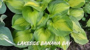 Великолепный сорт хосты Lakeside Banana Bay#hosta #хоста #сорта #коллекция