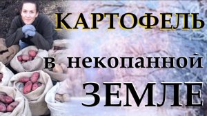 Узнаем, как вырастить картофель в некопанной земле. Повышаем плодородие почвы