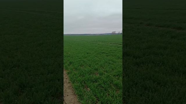 Обзор Озимой пшеницы, как удешевить, но сохранить эффективность удобрений! смотреть онлайн