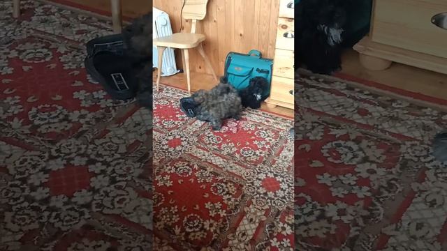 Мальтипу-ши, сегодня нам 10 недель смотреть онлайн