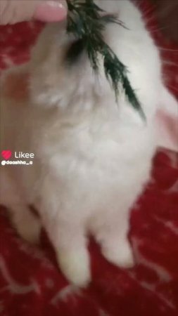 ой,а это вкусно...?