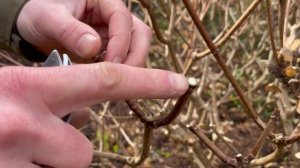 How to prune Hydrangea paniculata | The RHS