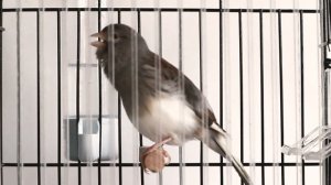 Kuşunuzun Eğitimi İçin Orjinal Kanarya Sesi 2021 Kanarya Kızıştırma Kanarya Ötüşü