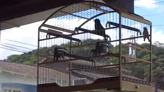 coleiro SHOW tui tui joinville 2012 смотреть онлайн