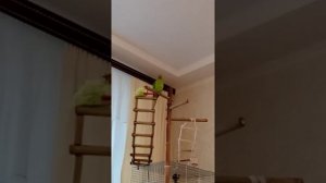 Говорушечка. Ожереловый попугай