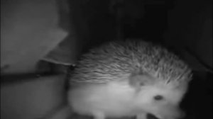 Ёжик чихнул 😂 #мем #смешно #ёжик #видео